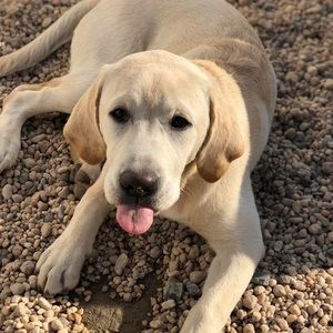 Meet your Posher, George